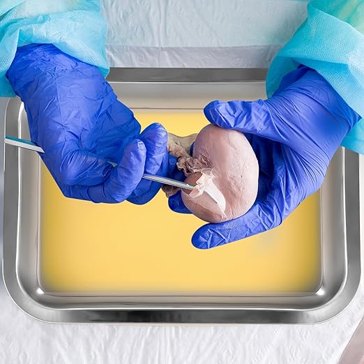 Conelist 1 Set 10.2 x 7.5 Inch Dissection Pan with Yellow Wax Thicken with 4 Rubber Nonslip Mat Reusable Stainless Steel Thicken Dissection Pan for Lab Experiment Junior Senior
