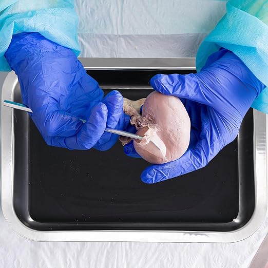 Conelist 2 Set 12.2 x 8.27 Inch Dissection Pan with Black Wax Thicken with 4 Rubber Nonslip Mat Reusable Stainless Steel Thicken Dissection Pan for Lab Experiment Junior Senior